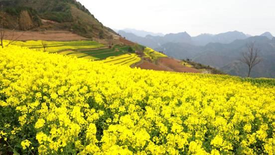 徽县大河店镇：乡村花海醉游人