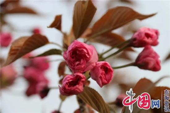 此刻，来兴化市大营镇赏樱花！