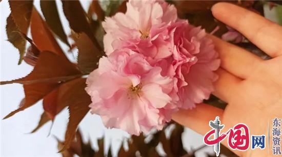 此刻，来兴化市大营镇赏樱花！