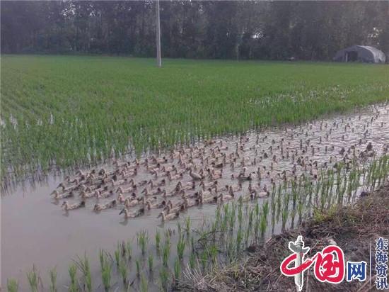 水稻田中鸭子游(资料照片)