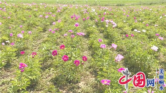 打造黄河故道绿色经济走廊（一）：桃果飘香花正艳