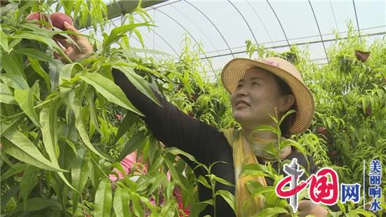 打造黄河故道绿色经济走廊（一）：桃果飘香花正艳