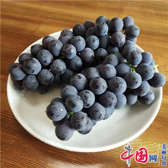 科学种植结硕果 句容白兔“夏黑”葡萄提前成熟成香饽饽