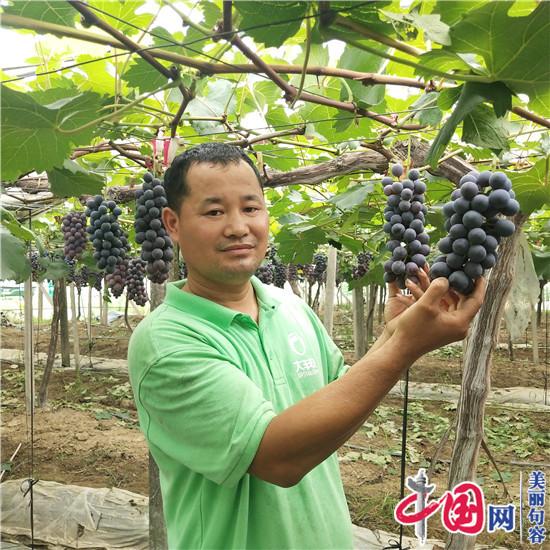 科学种植结硕果 句容白兔“夏黑”葡萄提前成熟成香饽饽