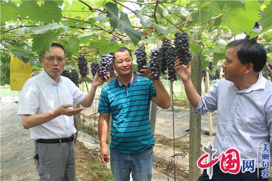 科学种植结硕果 句容白兔“夏黑”葡萄提前成熟成香饽饽