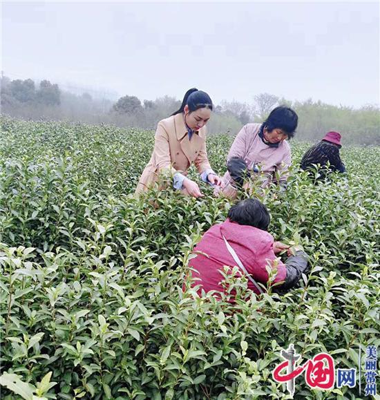 许香：“中国名茶（绿茶）之乡”金坛文创茶产品第一人
