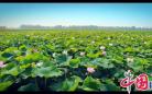 中国网带你看金湖之一：水美天堂乡愁浓 掀开“荷花节”盖头赏“金湖美度”