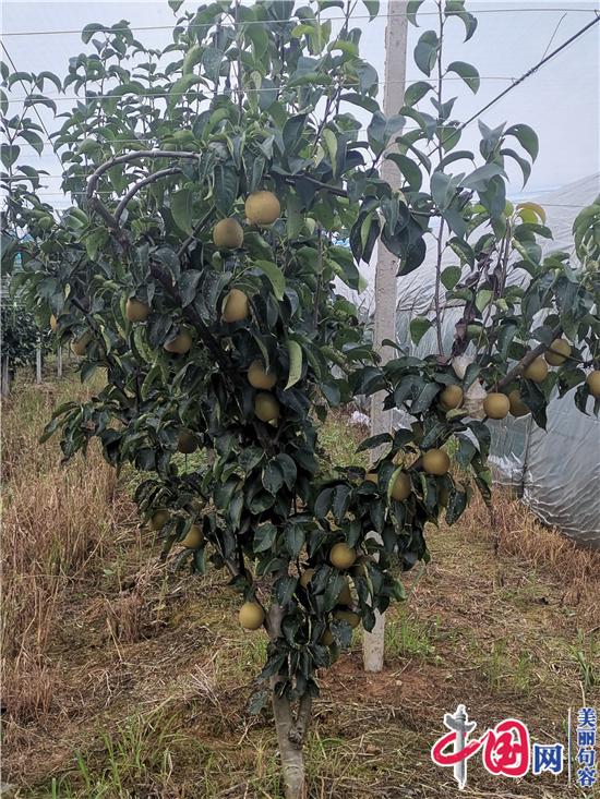 句容有个西花沟家庭农场 翠冠梨又脆又甜堪称一绝！