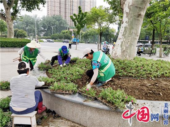 句容城管园林管理中心更换夏季草花