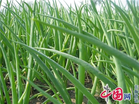 “兴化香葱”成为100个受欧盟保护的中国地理标志产品之一