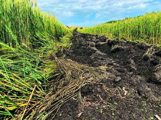 铲毁2万多亩将熟麦子油菜，为完成退耕指标？