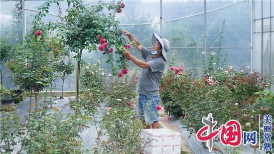 常福街道：五保户借力“花经济”拥抱“花样生活”