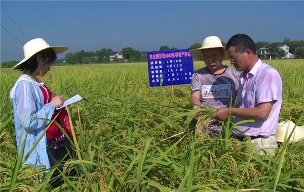 湘潭县农业农村局：再生稻头季完成理论测产和实际测产