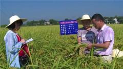 湘潭县农业农村局：再生稻头季完成理论测产和实际测产