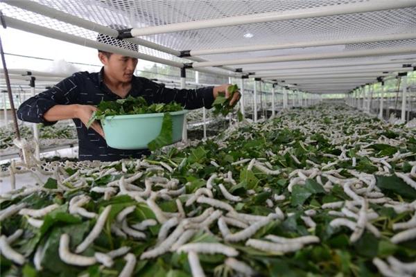 一片桑叶“长出”绿色产业 ——仪陇县蚕桑产业复兴腾飞之路