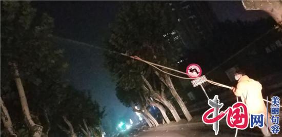 句容城管：防治树木病虫害 夜间施药不扰民