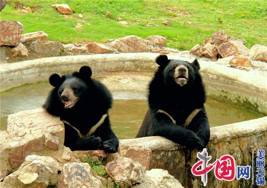 无锡动物园·太湖欢乐园开园十周年暨“阿熊乐园”盛大开园