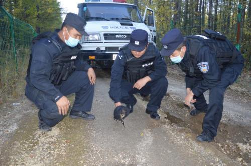 延边边境管理支队双目峰边境检查站成功救治国家二级保护动物雀鹰