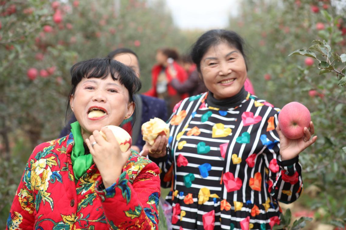 武帝山下好苹果2020首届采摘节在“中国心”苹果小镇开幕