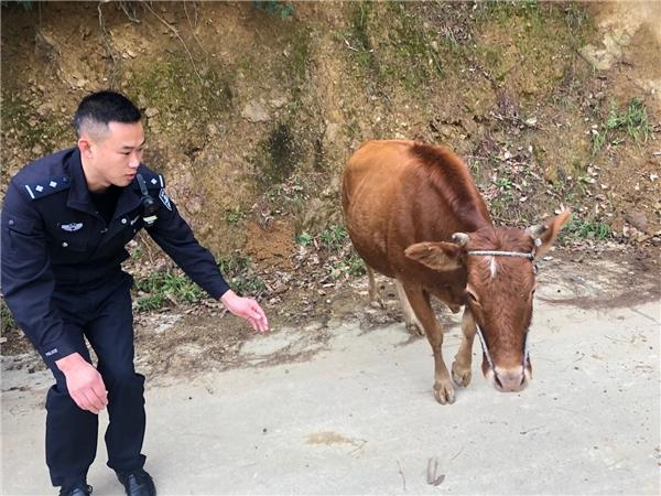 道坪派出所民警、村警帮助群众找回丢失的耕牛