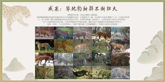 华北豹第一县的生态践行路：十年孕育国内高密度华北豹种群