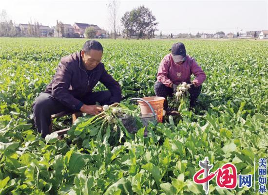 江苏如皋长江镇刘胜村：打好“三张牌” 助推乡村振兴