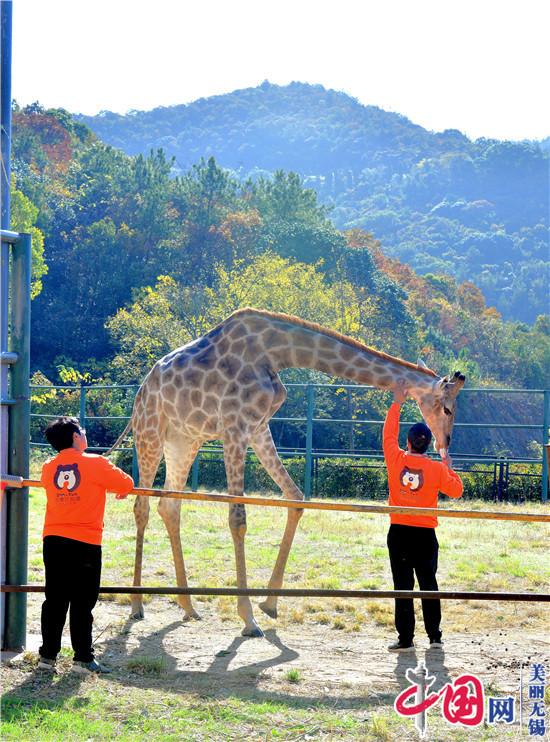 无锡动物园：动物秋季大体检 为动物健康保驾护航