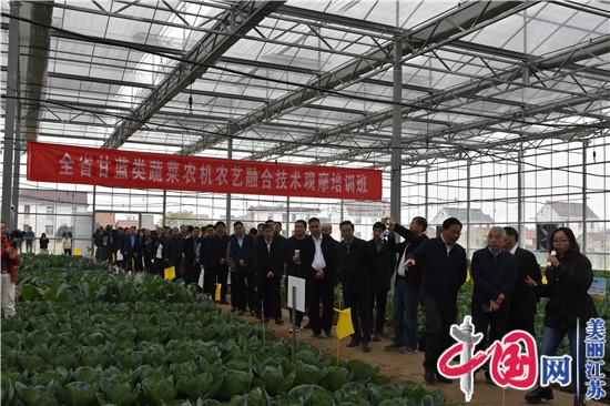 全省农业专家齐聚如东大豫镇 共谋江苏甘蓝类蔬菜发展新出路