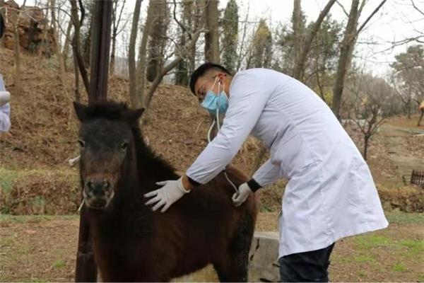 青岛森林野生动物世界动物“花式”体检 时刻关注动物们的健康