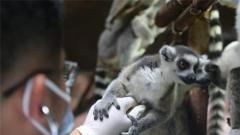 青岛森林野生动物世界动物“花式”体检 时刻关注动物们的健康