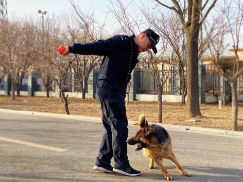 警犬“凯莎”眼中的春运