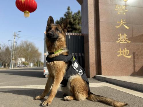 警犬“凯莎”眼中的春运