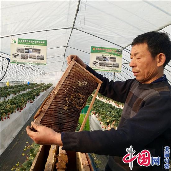 “莓”香蜂自来 句容笪小华家庭农场高品质草莓吸睛采摘客