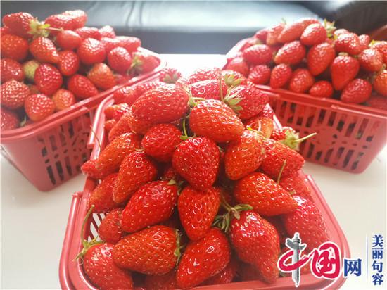 “莓”香蜂自来 句容笪小华家庭农场高品质草莓吸睛采摘客