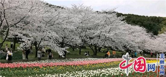 相约上方山 走近樱花世界 “江南园林花语”之春季游园会第二期在苏州市植物园举办