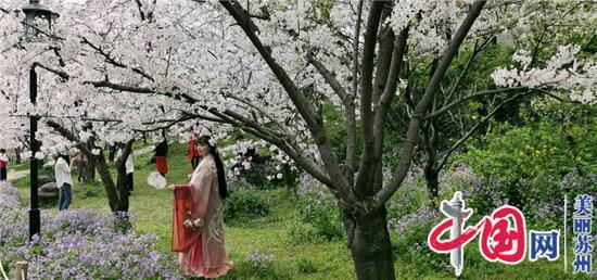 相约上方山 走近樱花世界 “江南园林花语”之春季游园会第二期在苏州市植物园举办