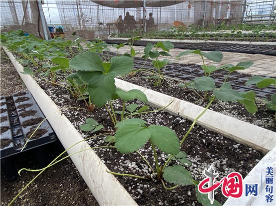 句容火龙果种植能手胡杰 为全国种植户“传经送宝”