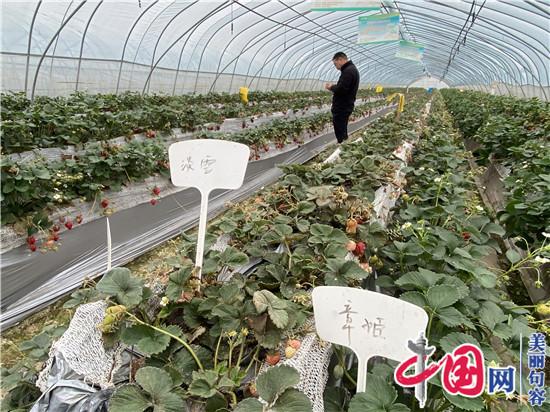 句容火龙果种植能手胡杰 为全国种植户“传经送宝”