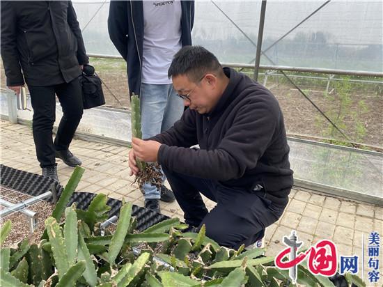 句容火龙果种植能手胡杰 为全国种植户“传经送宝”