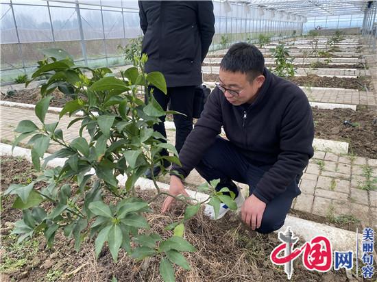 句容火龙果种植能手胡杰 为全国种植户“传经送宝”