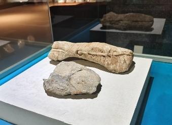 青岛贝壳博物馆联合北京大学推出科普特展看古生物化石如何见证地球生命演化