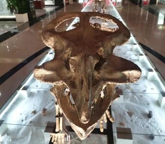 青岛贝壳博物馆联合北京大学推出科普特展看古生物化石如何见证地球生命演化