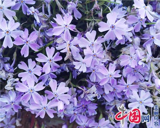 江苏句容：400亩芝樱如毯似霞 展开春日福地画卷