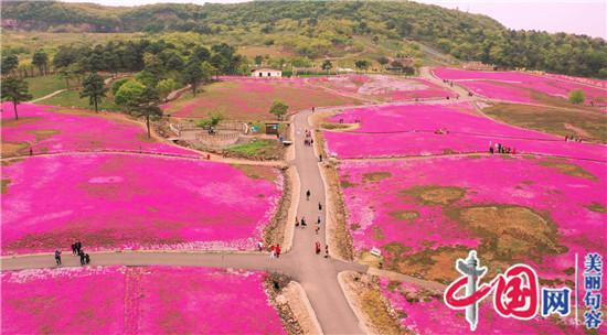 江苏句容：400亩芝樱如毯似霞 展开春日福地画卷