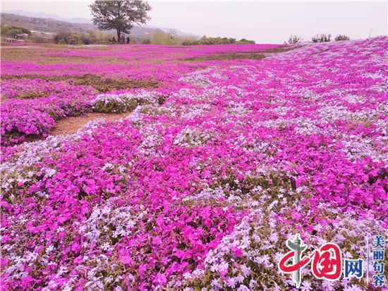 江苏句容：400亩芝樱如毯似霞 展开春日福地画卷