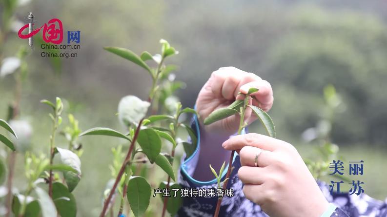 品洞庭茶香 忆江南文化——苏州市金丝芮茶叶有限公司