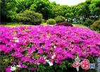太湖鼋头渚，那些在春风中争艳的花儿……