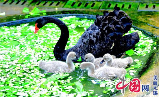 “五·一”小长假 江苏无锡动物园众多新宝宝与儿童们见面