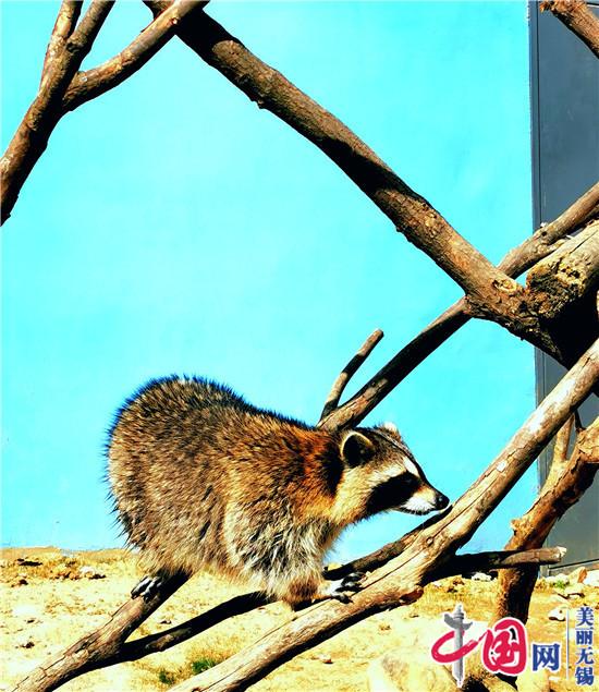 “五·一”小长假 江苏无锡动物园众多新宝宝与儿童们见面