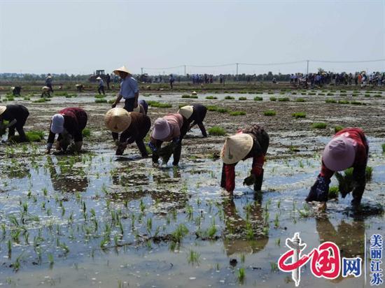 2021洪泽(岔河)稻米文化节暨禾采插秧节隆重开幕